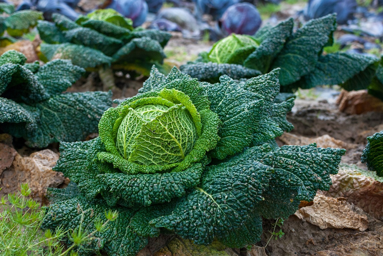 How to Grow Vegetables Indoors During Winter